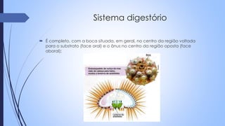 Sistema digestório
 É completo, com a boca situada, em geral, no centro da região voltada
para o substrato (face oral) e o ânus no centro da região oposta (face
aboral);
 