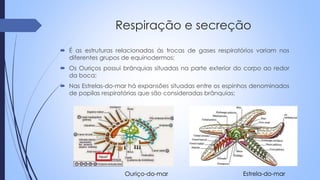 Respiração e secreção
 É as estruturas relacionadas ás trocas de gases respiratórios variam nos
diferentes grupos de equinodermos;
 Os Ouriços possui brânquias situadas na parte exterior do corpo ao redor
da boca;
 Nas Estrelas-do-mar há expansões situadas entre os espinhos denominados
de papilas respiratórias que são consideradas brânquias;
Ouriço-do-mar Estrela-do-mar
 