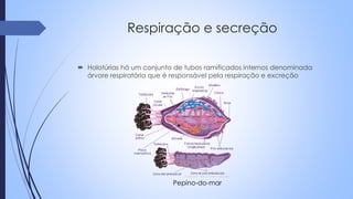 Respiração e secreção
 Holotúrias há um conjunto de tubos ramificados internos denominada
árvore respiratória que é responsável pela respiração e excreção
Pepino-do-mar
 