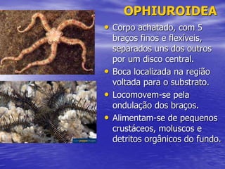 OPHIUROIDEA
• Corpo achatado, com 5
braços finos e flexíveis,
separados uns dos outros
por um disco central.
• Boca localizada na região
voltada para o substrato.
• Locomovem-se pela
ondulação dos braços.
• Alimentam-se de pequenos
crustáceos, moluscos e
detritos orgânicos do fundo.
 