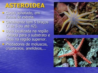 ASTEROIDEA
• Corpo achatado, em
forma de estrela.
• Geralmente tem 5 braços
(x de 5 ou até 42).
• Boca localizada na região
voltada para o substrato e
ânus na região superior.
• Predadores de moluscos,
crustáceos, anelídeos,...
 