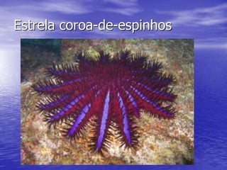Estrela coroa-de-espinhos
 