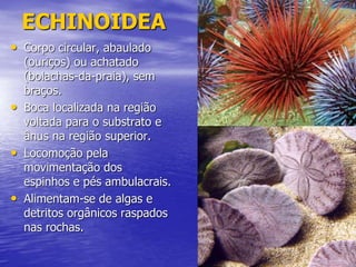 ECHINOIDEA
• Corpo circular, abaulado
(ouriços) ou achatado
(bolachas-da-praia), sem
braços.
• Boca localizada na região
voltada para o substrato e
ânus na região superior.
• Locomoção pela
movimentação dos
espinhos e pés ambulacrais.
• Alimentam-se de algas e
detritos orgânicos raspados
nas rochas.
 