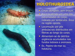 HOLOTHUROIDEA
• Corpo alongado, sem braços.
• Boca localizada em uma das
extremidades do corpo,
rodeada por tentáculos. Ânus
na região oposta.
• Locomoção por pés
ambulacrais distribuídos em
fileiras ao longo do corpo.
• Alimentam-se de detritos
orgânicos acumulados nos
fundos lodosos e arenosos.
• Ex. Pepino-do-mar ou
holotúria.
 