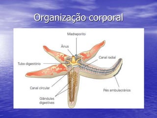 Organização corporal
 