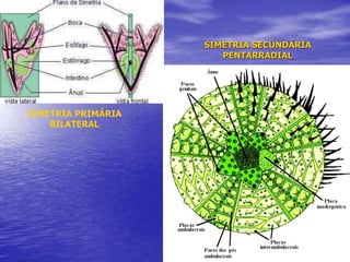 SIMETRIA PRIMÁRIA
BILATERAL
SIMETRIA SECUNDÁRIA
PENTARRADIAL
 