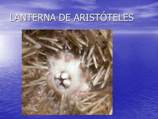 LANTERNA DE ARISTÓTELES
 