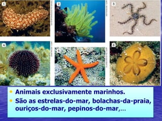 • Animais exclusivamente marinhos.
• São as estrelas-do-mar, bolachas-da-praia,
ouriços-do-mar, pepinos-do-mar,...
 