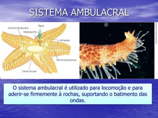 SISTEMA AMBULACRAL
O sistema ambulacral é utilizado para locomoção e para
aderir-se firmemente à rochas, suportando o batimento das
ondas.
 