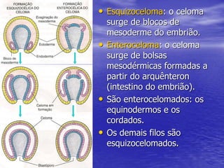 • Esquizoceloma: o celoma
surge de blocos de
mesoderme do embrião.
• Enteroceloma: o celoma
surge de bolsas
mesodérmicas formadas a
partir do arquênteron
(intestino do embrião).
• São enterocelomados: os
equinodermos e os
cordados.
• Os demais filos são
esquizocelomados.
 