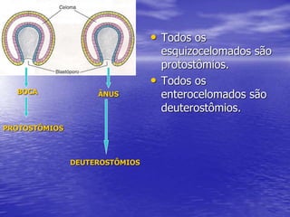 • Todos os
esquizocelomados são
protostômios.
• Todos os
enterocelomados são
deuterostômios.
BOCA ÂNUS
PROTOSTÔMIOS
DEUTEROSTÔMIOS
 
