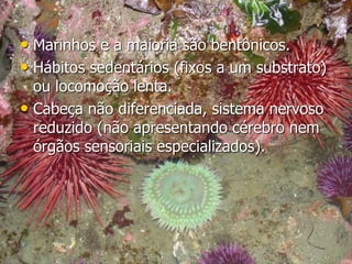 • Marinhos e a maioria são bentônicos.
• Hábitos sedentários (fixos a um substrato)
ou locomoção lenta.
• Cabeça não diferenciada, sistema nervoso
reduzido (não apresentando cérebro nem
órgãos sensoriais especializados).
 