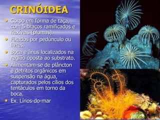 CRINÓIDEA
• Corpo em forma de taça,
com 5 braços ramificados e
flexíveis (plumas).
• Fixados por pedúnculo ou
livres.
• Boca e ânus localizados na
região oposta ao substrato.
• Alimentam-se de plâncton
e detritos orgânicos em
suspensão na água,
capturados pelos cílios dos
tentáculos em torno da
boca.
• Ex. Lírios-do-mar
 