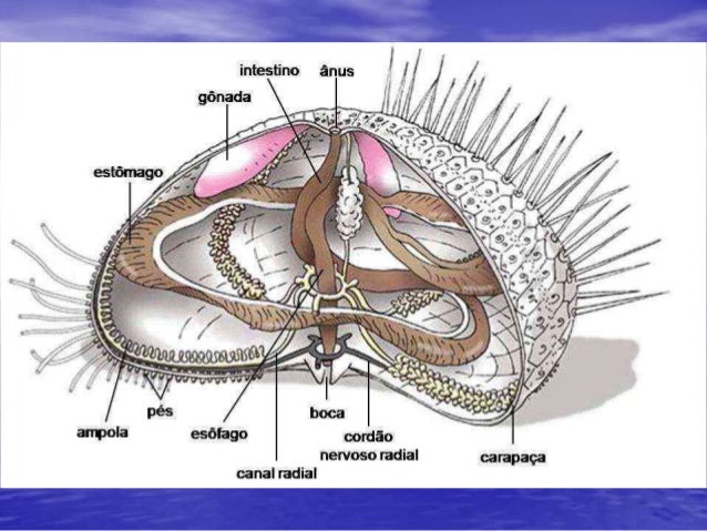 Equinodermos