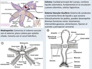 Celoma: Cavidad principal del cuerpo, contiene
liquido celomatico, fundamental en la circulacion
y posee celomitos, celulas fagociticas.
Sistema Vascular Acuifero: Sistema de conductos
y reservorios lleno de liquido y que acciona
hidraulicamente los podios, pueden desempeñar
diversas funciones como: locomocion,
intercambio gaseoso, alimentacion, fijacion al
sustrato y percepcion sensorial.
Madreporito: Comunica el sistema vascular
con el exterior, placa cubiera por epitelio
ciliado. Conecta con el canal hidroforo.
 