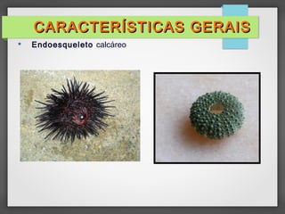  Endoesqueleto calcáreo
CARACTERÍSTICAS GERAISCARACTERÍSTICAS GERAIS
 