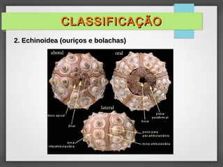 CLASSIFICAÇÃOCLASSIFICAÇÃO
2. Echinoidea (ouriços e bolachas)2. Echinoidea (ouriços e bolachas)
 