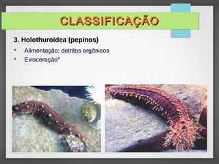  Alimentação: detritos orgânicos
 Evisceração*
CLASSIFICAÇÃOCLASSIFICAÇÃO
3. Holothuroidea (pepinos)3. Holothuroidea (pepinos)
 