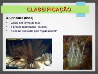  Corpo em forma de taça
 5 braços ramificados (plumas)
 Fixos ao substrato pela região aboral*
CLASSIFICAÇÃOCLASSIFICAÇÃO
4. Crinoidea (lírios)4. Crinoidea (lírios)
 