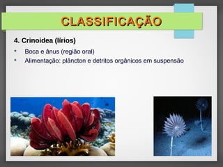 Boca e ânus (região oral)
 Alimentação: plâncton e detritos orgânicos em suspensão
CLASSIFICAÇÃOCLASSIFICAÇÃO
4. Crinoidea (lírios)4. Crinoidea (lírios)
 