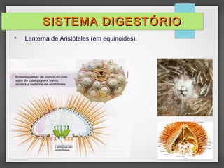  Lanterna de Aristóteles (em equinoides).
SISTEMA DIGESTÓRIOSISTEMA DIGESTÓRIO
 