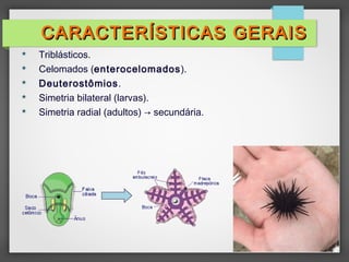  Triblásticos.
 Celomados (enterocelomados).
 Deuterostômios.
 Simetria bilateral (larvas).
 Simetria radial (adultos) → secundária.
CARACTERÍSTICAS GERAISCARACTERÍSTICAS GERAIS
 