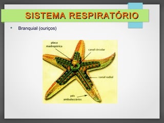  Branquial (ouriços)
SISTEMA RESPIRATÓRIOSISTEMA RESPIRATÓRIO
 