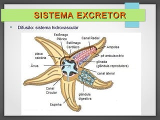  Difusão: sistema hidrovascular
SISTEMA EXCRETORSISTEMA EXCRETOR
 
