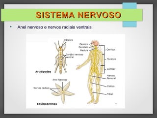  Anel nervoso e nervos radiais ventrais
SISTEMA NERVOSOSISTEMA NERVOSO
 