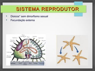  Dioicos* sem dimorfismo sexual
 Fecundação externa
SISTEMA REPRODUTORSISTEMA REPRODUTOR
 