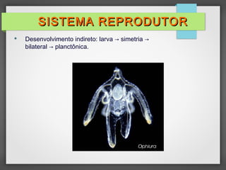  Desenvolvimento indireto: larva → simetria →
bilateral → planctônica.
SISTEMA REPRODUTORSISTEMA REPRODUTOR
 