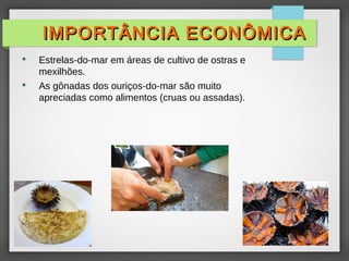  Estrelas-do-mar em áreas de cultivo de ostras e
mexilhões.
 As gônadas dos ouriços-do-mar são muito
apreciadas como alimentos (cruas ou assadas).
IMPORTÂNCIA ECONÔMICAIMPORTÂNCIA ECONÔMICA
 