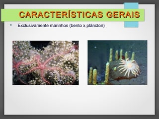  Exclusivamente marinhos (bento x plâncton)
CARACTERÍSTICAS GERAISCARACTERÍSTICAS GERAIS
 