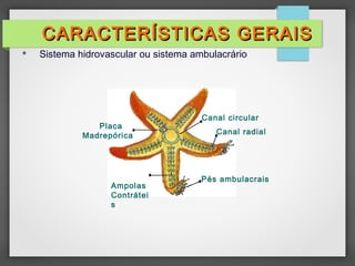  Sistema hidrovascular ou sistema ambulacrário
Pés ambulacrais
Canal radial
Canal circular
Placa
Madrepórica
Ampolas
Contrátei
s
CARACTERÍSTICAS GERAIS
CARACTERÍSTICAS GERAIS
 