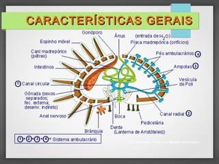 CARACTERÍSTICAS GERAIS
CARACTERÍSTICAS GERAIS
 