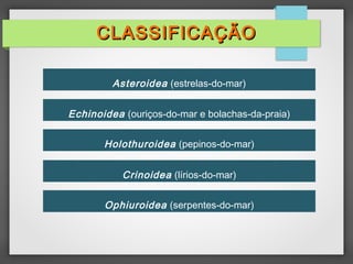 Asteroidea (estrelas-do-mar)
Echinoidea (ouriços-do-mar e bolachas-da-praia)
Holothuroidea (pepinos-do-mar)
Crinoidea (lírios-do-mar)
Ophiuroidea (serpentes-do-mar)
CLASSIFICAÇÃO
CLASSIFICAÇÃO
 