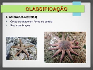  Corpo achatado em forma de estrela
 5 ou mais braços
CLASSIFICAÇÃO
CLASSIFICAÇÃO
1. Asteroidea (estrelas)
1. Asteroidea (estrelas)
 