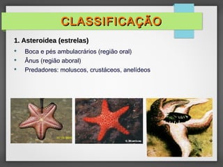  Boca e pés ambulacrários (região oral)
 Ânus (região aboral)
 Predadores: moluscos, crustáceos, anelídeos
CLASSIFICAÇÃO
CLASSIFICAÇÃO
1. Asteroidea (estrelas)
1. Asteroidea (estrelas)
 