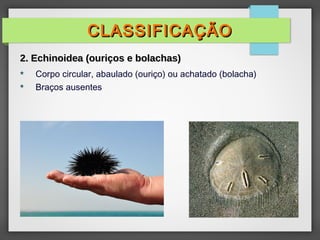  Corpo circular, abaulado (ouriço) ou achatado (bolacha)
 Braços ausentes
CLASSIFICAÇÃO
CLASSIFICAÇÃO
2. Echinoidea (ouriços e bolachas)
2. Echinoidea (ouriços e bolachas)
 