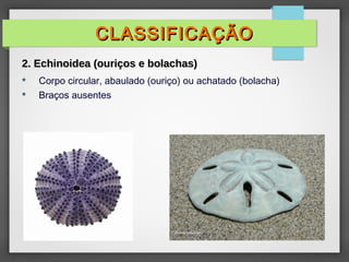  Corpo circular, abaulado (ouriço) ou achatado (bolacha)
 Braços ausentes
CLASSIFICAÇÃO
CLASSIFICAÇÃO
2. Echinoidea (ouriços e bolachas)
2. Echinoidea (ouriços e bolachas)
 