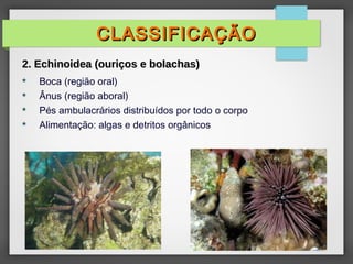  Boca (região oral)
 Ânus (região aboral)
 Pés ambulacrários distribuídos por todo o corpo
 Alimentação: algas e detritos orgânicos
CLASSIFICAÇÃO
CLASSIFICAÇÃO
2. Echinoidea (ouriços e bolachas)
2. Echinoidea (ouriços e bolachas)
 