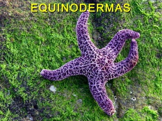 EQUINODERMAS
EQUINODERMAS
 