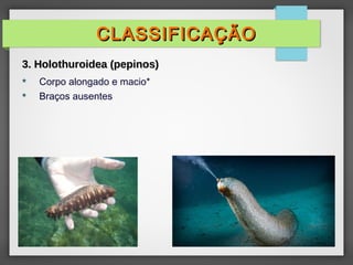 Corpo alongado e macio*
 Braços ausentes
CLASSIFICAÇÃO
CLASSIFICAÇÃO
3. Holothuroidea (pepinos)
3. Holothuroidea (pepinos)
 