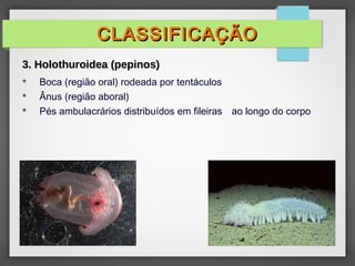  Boca (região oral) rodeada por tentáculos
 Ânus (região aboral)
 Pés ambulacrários distribuídos em fileiras ao longo do corpo
CLASSIFICAÇÃO
CLASSIFICAÇÃO
3. Holothuroidea (pepinos)
3. Holothuroidea (pepinos)
 