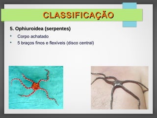  Corpo achatado
 5 braços finos e flexíveis (disco central)
CLASSIFICAÇÃO
CLASSIFICAÇÃO
5. Ophiuroidea (serpentes)
5. Ophiuroidea (serpentes)
 