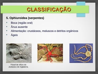  Boca (região oral)
 Ânus ausente
 Alimentação: crustáceos, moluscos e detritos orgânicos
 Ágeis
CLASSIFICAÇÃO
CLASSIFICAÇÃO
5. Ophiuroidea (serpentes)
5. Ophiuroidea (serpentes)
Fóssil de ofiúro do
Jurássico de Inglaterra.
 