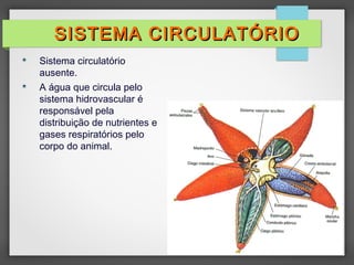  Sistema circulatório
ausente.
 A água que circula pelo
sistema hidrovascular é
responsável pela
distribuição de nutrientes e
gases respiratórios pelo
corpo do animal.
SISTEMA CIRCULATÓRIO
SISTEMA CIRCULATÓRIO
 