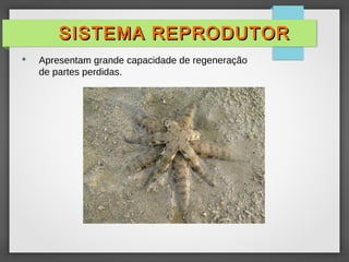  Apresentam grande capacidade de regeneração
de partes perdidas.
SISTEMA REPRODUTOR
SISTEMA REPRODUTOR
 