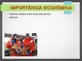  Vísceras usadas como iscas para peixes.
 Adornos.
IMPORTÂNCIA ECONÔMICA
IMPORTÂNCIA ECONÔMICA
 