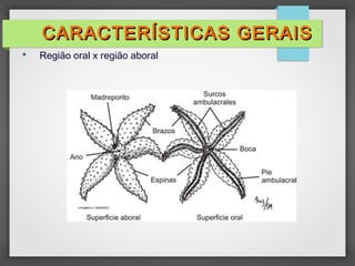  Região oral x região aboral
CARACTERÍSTICAS GERAIS
CARACTERÍSTICAS GERAIS
 
